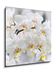 Obraz   Vibrant holiday background with beautiful close up white orchid flower branch , 50 x 50 cm