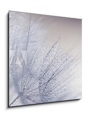 Obraz 1D - 50 x 50 cm F_F110156010 - Plant seeds with water drops