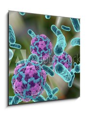Obraz   Bacteria and hepatitis A virus, 50 x 50 cm