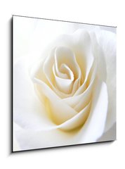 Obraz 1D - 50 x 50 cm F_F11152099 - Schneeweisschen oder die wei e Rose