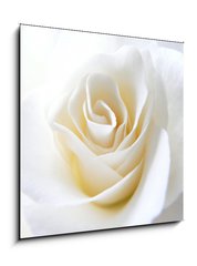 Sklenn obraz 1D - 50 x 50 cm F_F11152099 - Schneeweisschen oder die wei e Rose