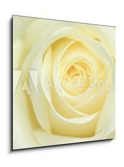 Sklenn obraz 1D - 50 x 50 cm F_F11178143 - rose blanche