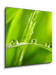 Obraz   water drops on the green grass, 50 x 50 cm