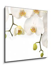 Obraz 1D - 50 x 50 cm F_F11459178 - White orchid - Bl orchidej