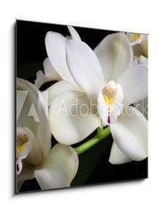 Obraz   Orchid flowers over black (Cymbidium sp), 50 x 50 cm