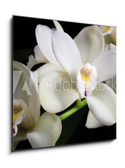 Obraz 1D - 50 x 50 cm F_F117121743 - Orchid flowers over black (Cymbidium sp) - Orchid kvtiny pes ern (Cymbidium sp)