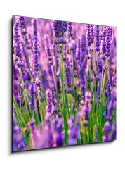 Sklenn obraz 1D - 50 x 50 cm F_F117193002 - Blooming lavender in a field at Provence - Kvetouc levandule na poli v Provence