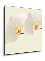 Skleněný obraz 1D - 50 x 50 cm F_F123330154 - Large white Orchid flowers in a panoramic image - Velké bílé květy orchideje v panoramatickém obrazu