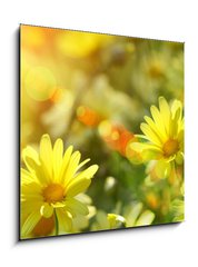 Obraz 1D - 50 x 50 cm F_F12348665 - Closeup of yellow daisies with warm rays - Prohl lut sedmikrsky s teplmi paprsky