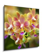 Sklenn obraz 1D - 50 x 50 cm F_F12425708 - Pink Yellow Spotted Orchids Hong Kong Flower Market