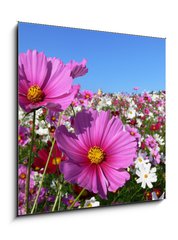 Obraz 1D - 50 x 50 cm F_F13047845 - Pink cosmos - Růžový kosmos