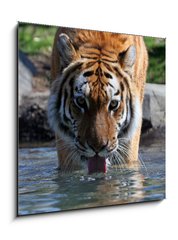 Obraz 1D - 50 x 50 cm F_F13380875 - Drinking Siberian Tiger - Pt sibisk tygr