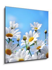 Sklenn obraz 1D - 50 x 50 cm F_F13584171 - Flowers
