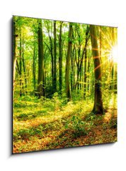 Obraz 1D - 50 x 50 cm F_F137096673 - Wald im Frhling mit Sonne - Les na jae se sluncem