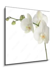 Sklenn obraz 1D - 50 x 50 cm F_F1377708 - white orchid