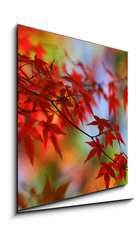 Obraz 1D - 50 x 50 cm F_F138623 - japanese red maple in autumn