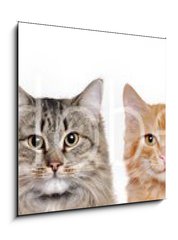 Obraz 1D - 50 x 50 cm F_F140782425 - closeup portrait of a group of cats of different breeds sitting in a line isolated over white background - detailn portrt skupiny koek rznch plemen sed v ad izolovanch na blm pozad