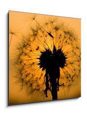 Sklenn obraz 1D - 50 x 50 cm F_F14129993 - dandelion in peaceful evening