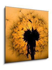 Obraz 1D - 50 x 50 cm F_F14129993 - dandelion in peaceful evening - pampeliška v klidném večeru