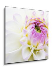 Obraz 1D - 50 x 50 cm F_F14142356 - Dahlia - Jiřina