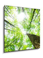 Sklenn obraz 1D - 50 x 50 cm F_F14160017 - forest