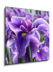 Obraz   Purple Flag Iris, 50 x 50 cm