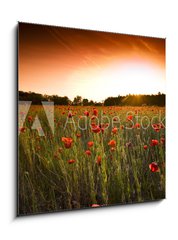 Obraz 1D - 50 x 50 cm F_F14724236 - poppies field