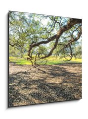 Obraz 1D - 50 x 50 cm F_F147965977 - Panoramic view of Oak Alley Plantation, Louisiana