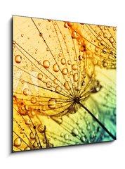 Obraz 1D - 50 x 50 cm F_F153111950 -  dandelion flower background
