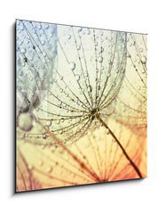 Obraz 1D - 50 x 50 cm F_F155375500 -  dandelion flower background