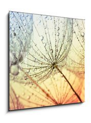 Obraz    dandelion flower background, 50 x 50 cm