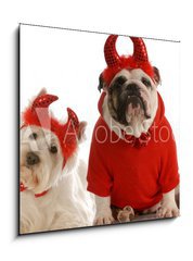 Sklenn obraz 1D - 50 x 50 cm F_F15642685 - two devils - bulldog and west highland white terrier