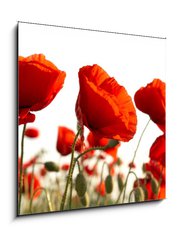 Obraz   Red poppies, 50 x 50 cm