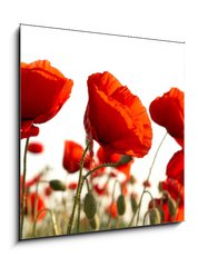 Obraz 1D - 50 x 50 cm F_F15661421 - Red poppies