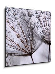 Obraz 1D - 50 x 50 cm F_F15712767 - dandelion seeds