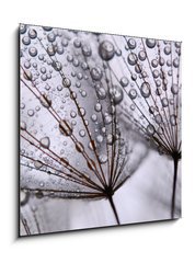 Obraz 1D - 50 x 50 cm F_F15712767 - dandelion seeds - semena pampeliky