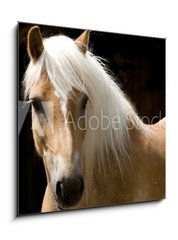 Sklenn obraz 1D - 50 x 50 cm F_F15900337 - Haflinger Portrait