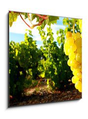 Obraz 1D - 50 x 50 cm F_F15932311 - La Vigne