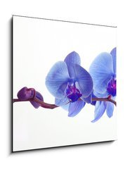 Sklenn obraz 1D - 50 x 50 cm F_F15948951 - Blue orchid