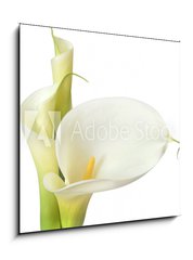 Sklenn obraz 1D - 50 x 50 cm F_F16158957 - White Calla Lilies - Bl Calla Lilies