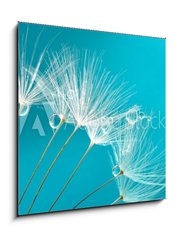 Obraz   Seeds of dandelion flowers with water drops on a blue and turquoise background macro., 50 x 50 cm
