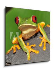 Sklenn obraz 1D - 50 x 50 cm F_F16286754 - red eyed green tree frog curiously looking at camera - erven oi zelen strom ba zvdav dval se na kameru