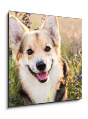 Sklenn obraz 1D - 50 x 50 cm F_F164383181 - Happy and active purebred Welsh Corgi dog outdoors in the flowers on a sunny summer day.