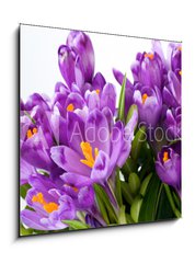Sklenn obraz 1D - 50 x 50 cm F_F16489898 - crocus flower - krokus kvtina