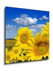 Obraz 1D - 50 x 50 cm F_F16872718 - Some yellow sunflowers against a wide field and the blue sky - Nkter lut slunenice proti irokmu poli a modr obloze