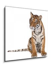 Obraz 1D - 50 x 50 cm F_F16916235 - Portrait of Bengal Tiger, sitting in front of white background