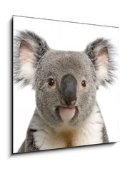 Sklenn obraz 1D - 50 x 50 cm F_F16918438 - Portrait of male Koala bear, Phascolarctos cinereus, 3 years old