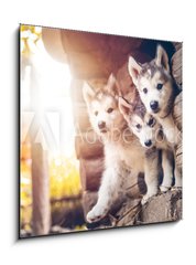 Obraz 1D - 50 x 50 cm F_F173233057 - group of cute puppy alaskan malamute run on grass garden