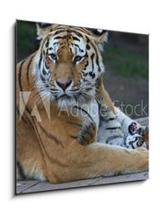 Sklenn obraz 1D - 50 x 50 cm F_F17332495 - Tigermutter mit Kind