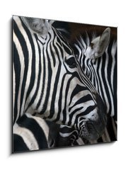 Obraz   zebras, 50 x 50 cm